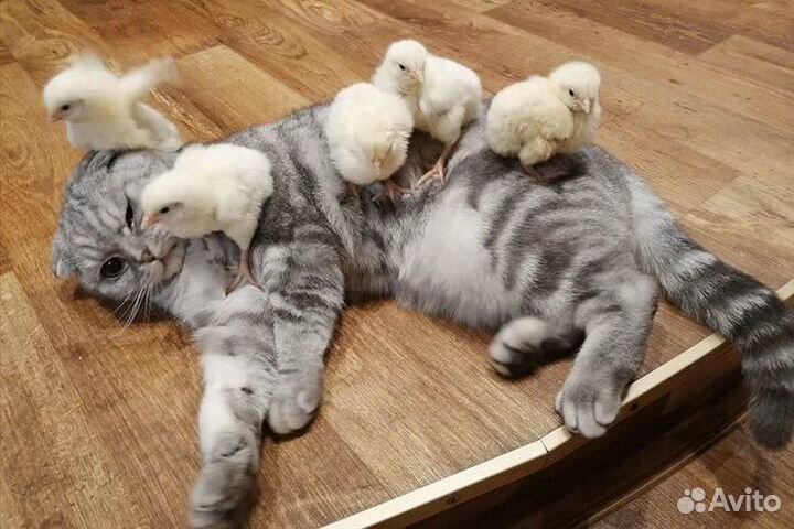 Цыплята бройлеры