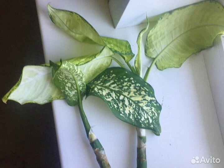 Диффенбахия