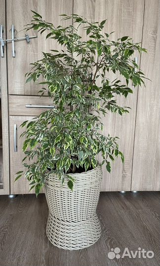 Кашпо из полиротанга