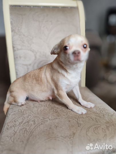 Чихуахуа в семью без детей и собак