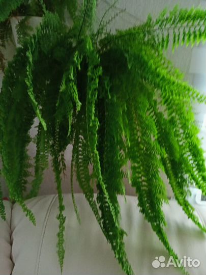 Нефролепис