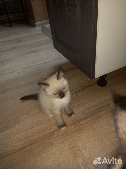 Сиамский котенок отдам в хорошие руки бесплатно