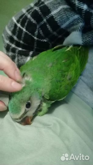 Попугай китайский кольчатый,александр. Выкармыши