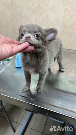 Кабель для вязки Чихуахуа