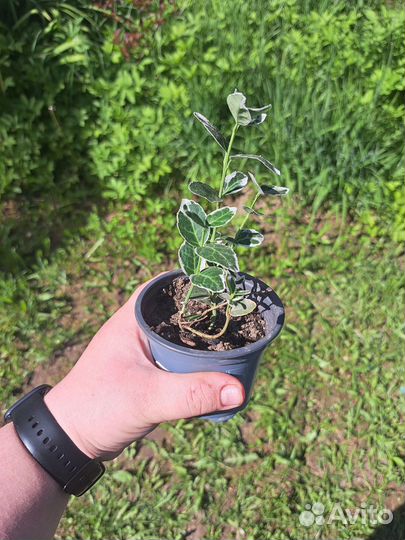 Саженцы бересклет