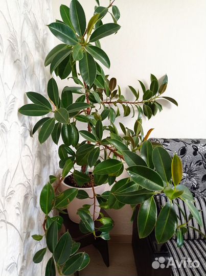 Фикус каучуконосный большой