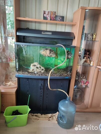 Аквариум jebo 200 л с рыбами полный комплект