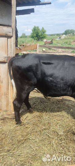 Продам быка
