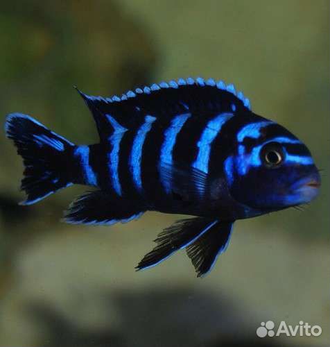 Аквариумные рыбки