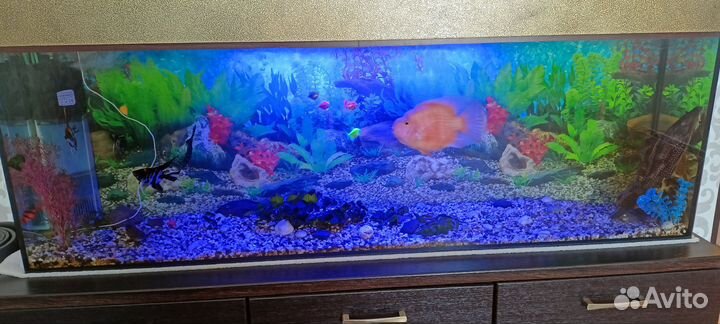 Аквариум,тумба, полный комплект