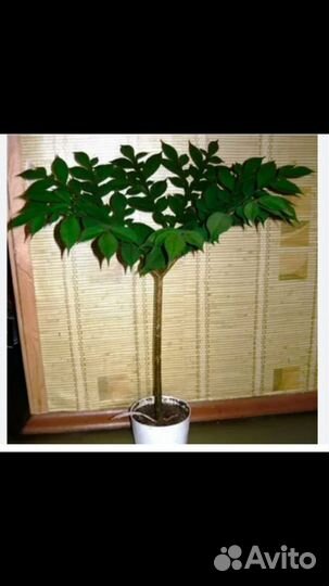 Цветы в горшке Индира Ганди