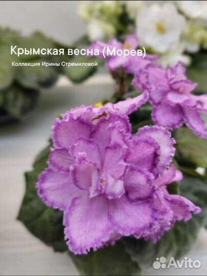 Фиалки лист с детками