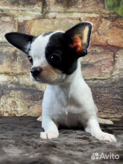 Гарик мальчик РКФ