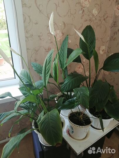 Спацифилум