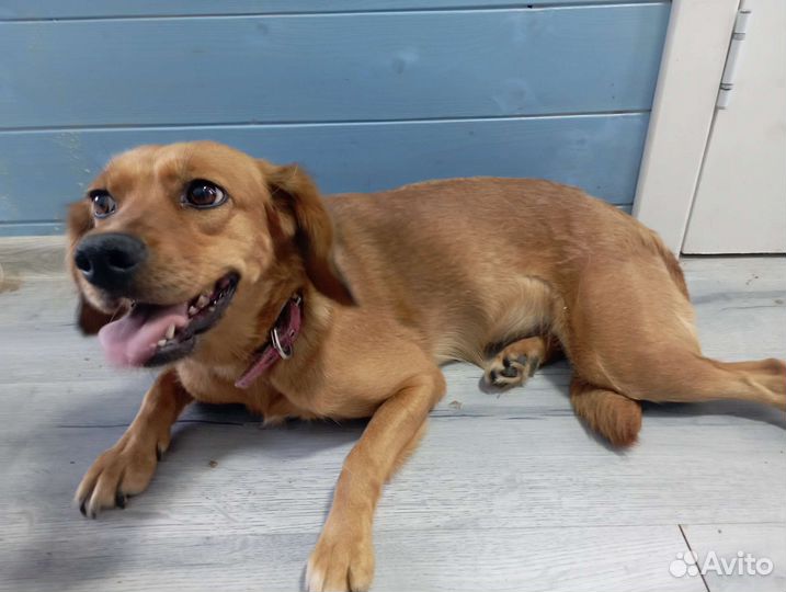 Собака в добрые руки