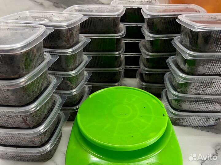 Червь дендробена