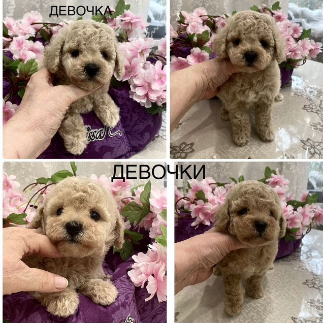 Мальтипу, щенок