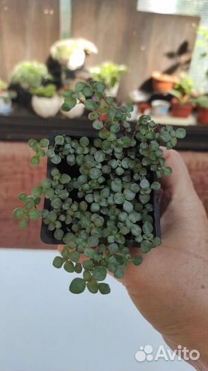 Коллизия мелколистная (ползучая)