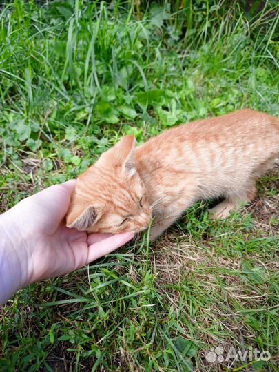 Кошка в дар