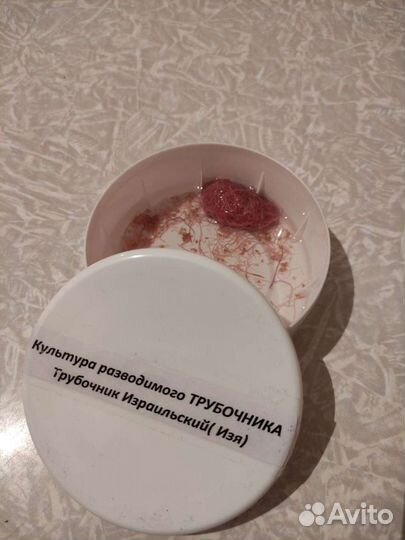 Культура трубочника разводимого(Израильский- Изя)