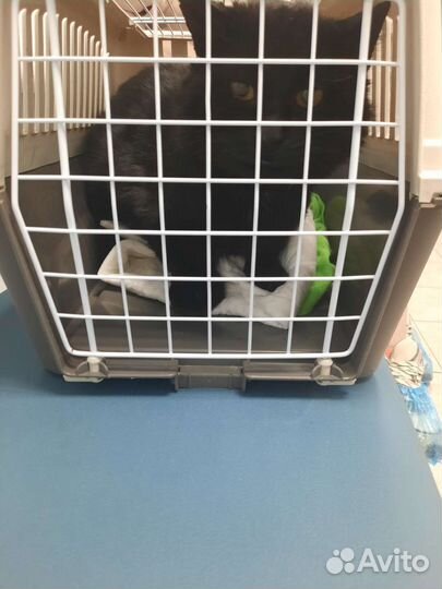 Брошенный кот в добрые руки