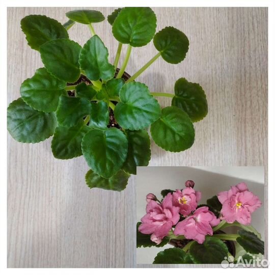 Взрослые фиалки