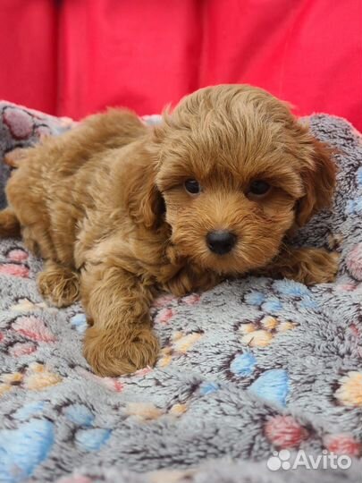 Мальтипу мальчик