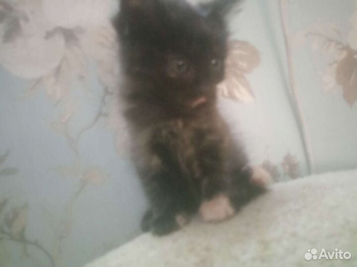 Котёнок-девочка, бесплатно