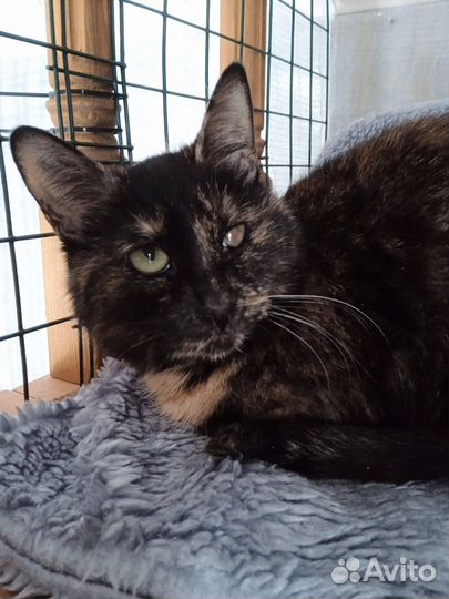 Трёхцветка ласковая кошка с трудной судьбой