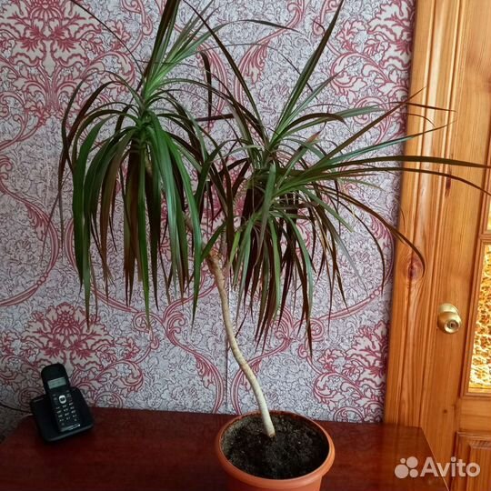 Драцена Маргината окаймленная