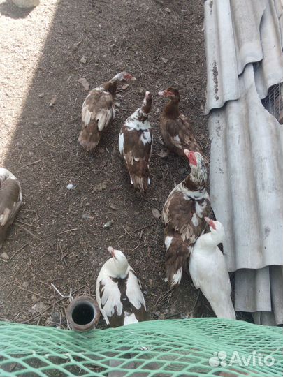 Утки шипуны