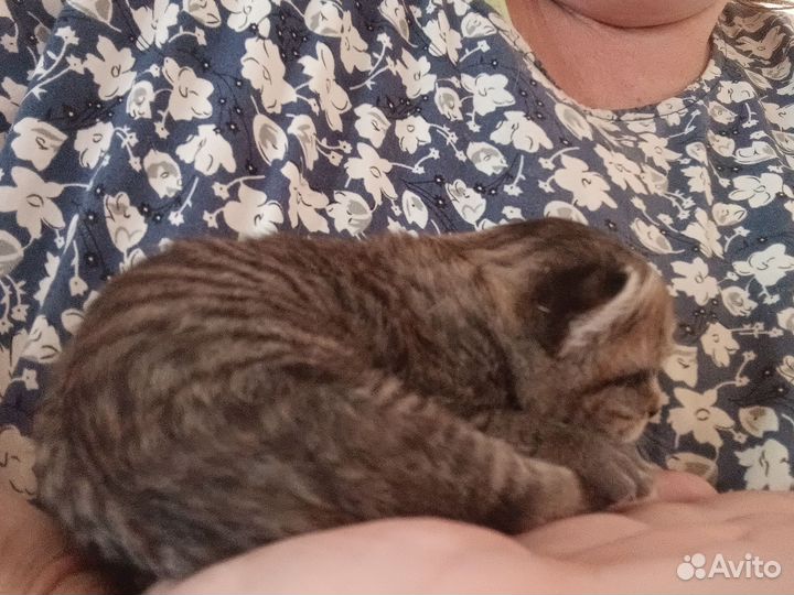 Котёнок 2 недели