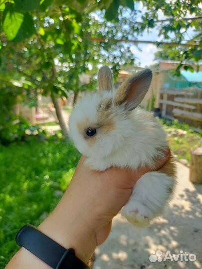 Кролик мини