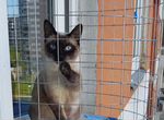 Балкон для кошек на окно «Васька»