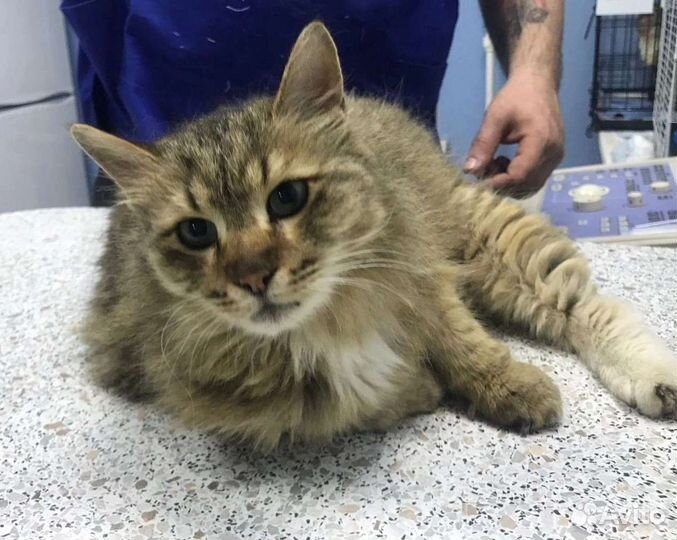 Кошка в дар