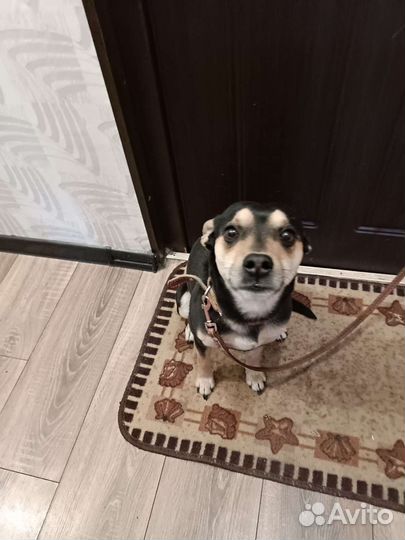 Собака в добрые руки отдам бесплатно