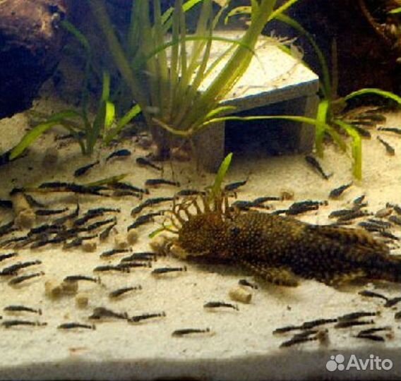 Анциструс мальки