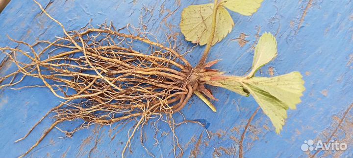 Рассада Королева Елизавета II (откр. корн сист.)