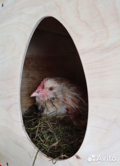 Гнездо для кур несушек