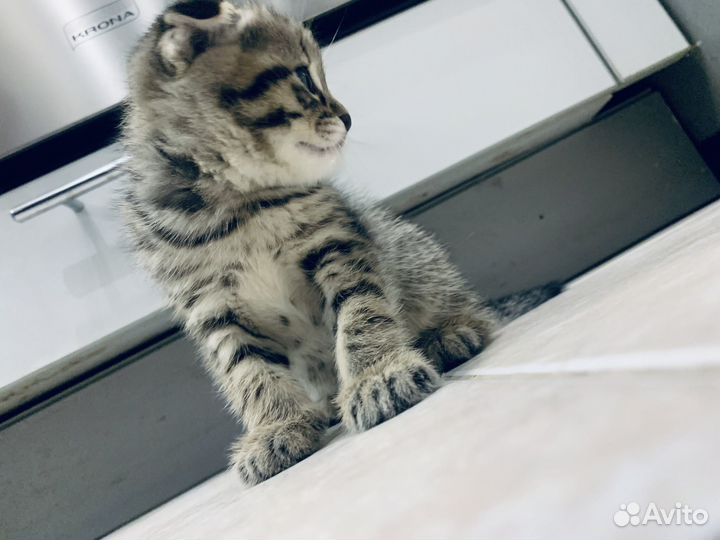 Британские котята