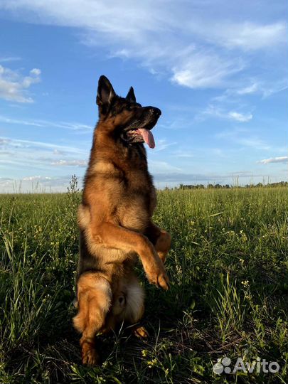 Передержка с дрессировкой