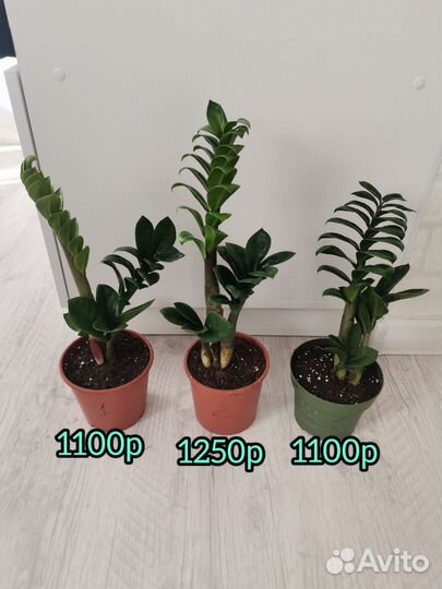 Замиокулькасы Равен,Зензи, Замиелистный