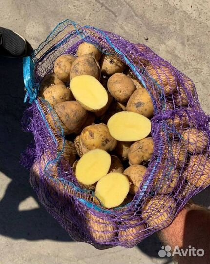 Картофель оптом