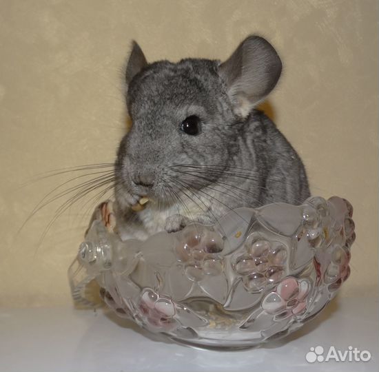 Шиншилла «стандарт»