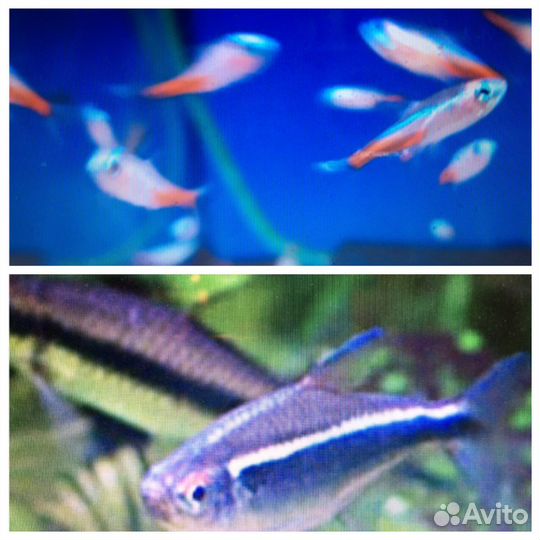 Аквариумные рыбки неоны и другие