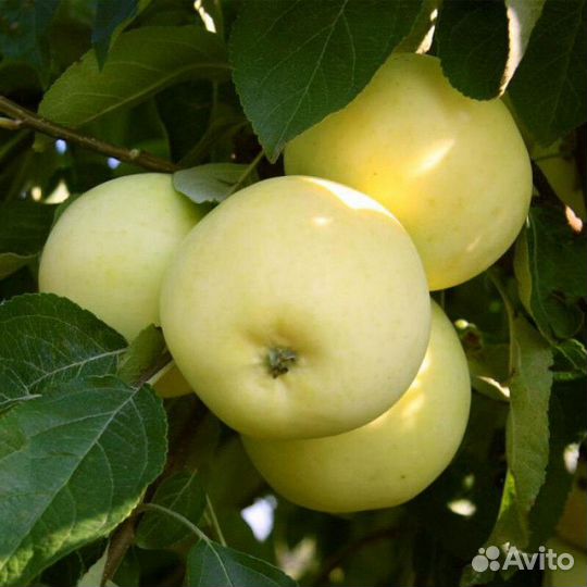 Яблоня зимостойкая В ассортименте Высота от 2м
