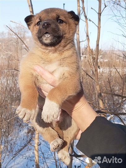 Собака попала в отлов