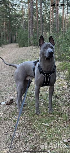 Тайский риджбек вязка кобель