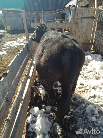 Телка на мясо