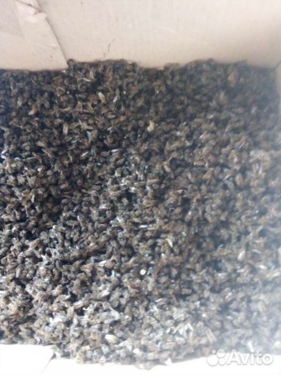 Пчелиный мор